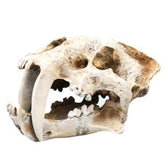 Tiger Skull Decoration Imitation Bone Skeleton (20x10.5x11cm)